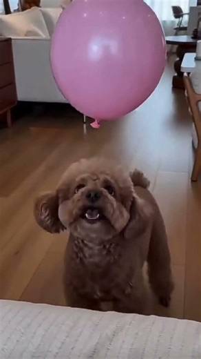 Bichon frise Teacup