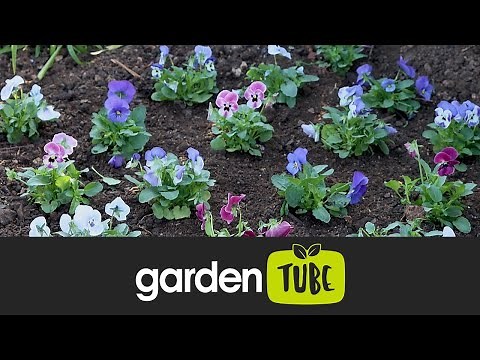Planting bedding plants for the best result