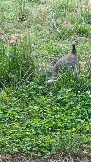 14K views · 283 reactions | Talk bout a mom having her hands full! This momma guinea has a bunch of guinea keets to keep up with!! Our ‘chicken egg farmer’ has been checking on her daily since he found the nest and knew she began sitting, a guinea fowls most vulnerable time to predators. Pops almost had the hatch day down the day! #joshsfarmersmarket #guineafowl #farmsalarmsystem #mountullanc | Josh's Farmers Market | Facebook