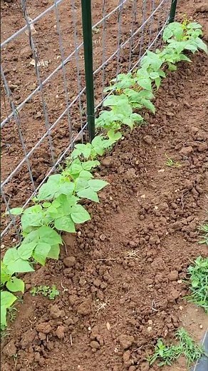 Pole Beans are getting ready to climb the trellis #garden #hatfieldcountry