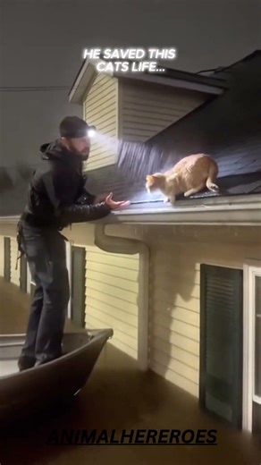 He saved this cat’s life…