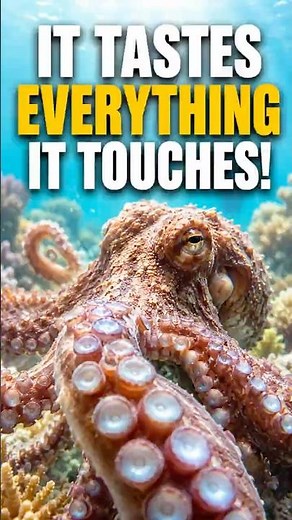 Octopus Tastes Everything It Touches! #octopus #animalfacts