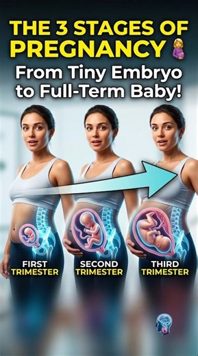 THE 3 TRIMESTERS OF PREGNANCY EXPLAINED | AMAZING BABY GROWTH IN 3D