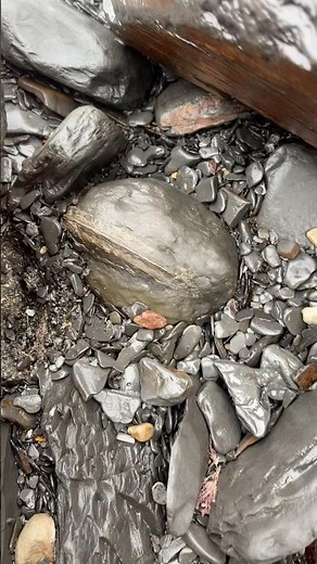 Cliff Fossil Find – Gorgeous Ammonite!