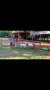 3.9K views · 11 reactions | Cape speckled/skilder goat ewes for sale. 4 ewes available, R8500 for the package. Brits,North West. 0716051946. | GA Livestock Trader | Facebook