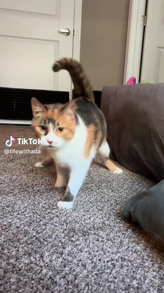 Adorable Wobbly Calico Cat Compilation