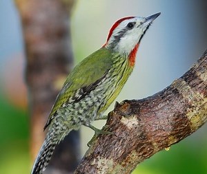 Cuban green woodpecker - Alchetron, The Free Social Encyclopedia