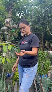 Maganda pa naman sana pag masdan mga tanim mo lalo na pag may mga bunga na kaya minsan hindi ko talaga ito hinaharvest #gardening #vegetablegarden #fbyシvideo# #fbreels2025ツ #fbreelsfypシ゚ | Manay Divine