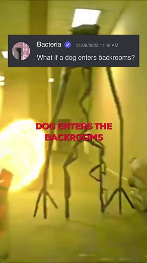What Happens When a Dog Enters the Backrooms?
