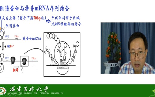基因的表达与调控-真核生物基因调控-翻译水平的调控-茶创2021级