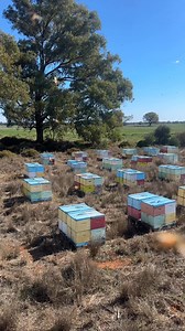144K views · 2.7K reactions | Always moving forward, we now head to almond pollination. | Australian Bees | Facebook