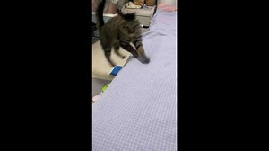 Cat hops playfully across beds in Henan, China