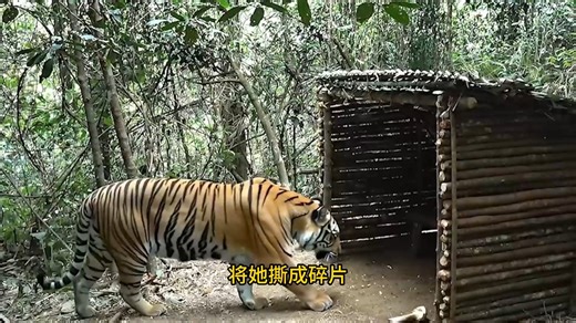 妹子独自深入原始丛林，刚找到食物就被猛虎盯上！