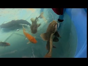Red Tail Catfish Eats Mouse *Live Feeding*
