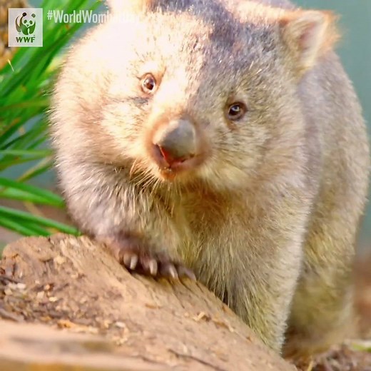 Aujourd'hui c'est la journée mondiale du wombat ! ❤ Le saviez-vous ? Ces petits marsupiaux trapus ne vivent qu'en Australie et sont plutôt rapides malgré leur apparence : ils peuvent atteindre 40 km/h ! | WWF-France