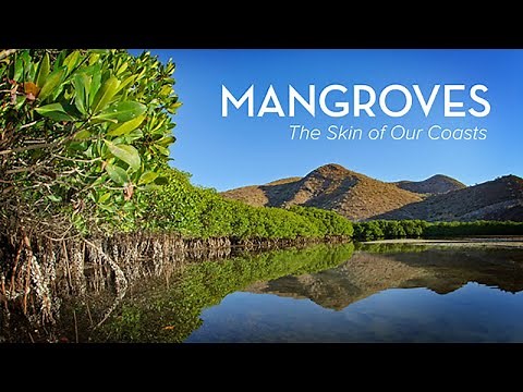 Mangroves: The Skin of Our Coasts