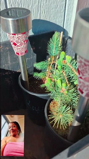 How to Grow Colorado Blue Spruce tree successfully, trial and error.