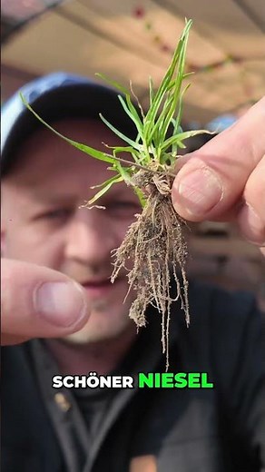 The best timing for the perfect lawn – here's how!