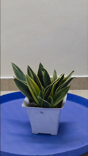 Propagating Sansevieria Golden Flame | Easy Division Method