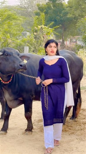 Kaam sa daangar dhor ka #haryanvisong #shorts #haryanvi #song #desi