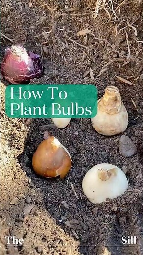 How To Plant Bulbs