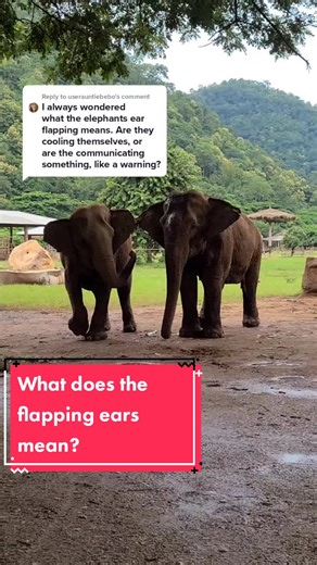 Understanding Elephant Communication: Happy Ears and Tail Flapping