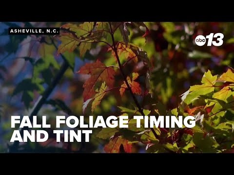 Fall foliage timing and tint depend on October temperatures