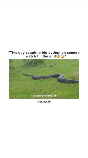 Man Captures a Huge Python on Camera😱🤯