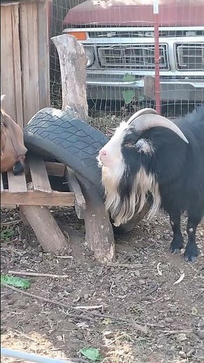 Day Two Of Goats Loving #urbanfarming #breeding #dairygoat
