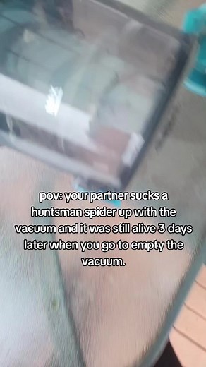 Time to burn the vacuum #huntsmanspider #spider #spideraustralia #australia #huntsman