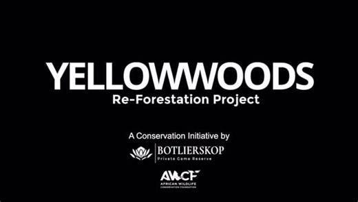 Ashia on Instagram: "𝐘𝐞𝐥𝐥𝐨𝐰𝐰𝐨𝐨𝐝𝐬 𝐑𝐞𝐟𝐨𝐫𝐞𝐬𝐭𝐚𝐭𝐢𝐨𝐧 𝐏𝐫𝐨𝐣𝐞𝐜𝐭⁣ A Conservation Initiative by Botlierskop and African Wildlife Conservation Foundation⁣ ⁣ “𝘞𝘩𝘢𝘵 𝘸𝘢𝘴 𝘭𝘰𝘴𝘵 𝘤𝘢𝘯 𝘳𝘪𝘴𝘦 𝘢𝘨𝘢𝘪𝘯.”⁣ ⁣ Nestled within the Gouritz Cluster Biosphere Reserve, Botlierskop Private Game Reserve is home to the declining Yellowwood trees. Once towering giants in South Africa’s ancient forests, these magnificent trees have been severely diminished over the centuries through