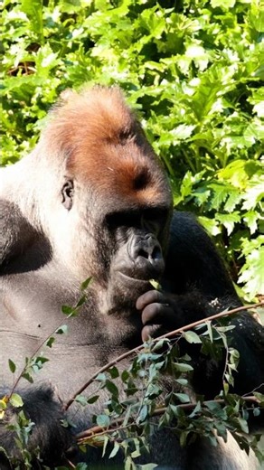 Bear vs Gorilla – Who Is Stronger?