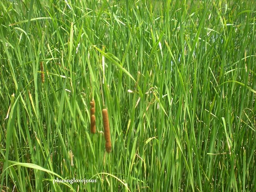 Définition | Bioremédiation : qu'est-ce que c'est ? | Futura planète