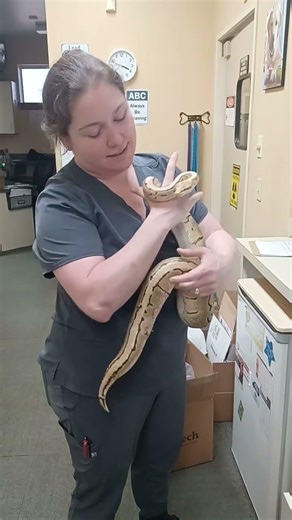 Dr. Martin is handling Fresca, our ball python patient! Her name is Fresca