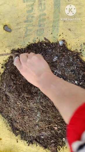 35K views · 888 reactions | "Dig into the art of gardening with my step-by-step guide to crafting the perfect potting soil mix!  #GardenMagic #SoilMixingMastery #GreenThumbs #PlantingPassion #FloralFantasy #DIYGreenery #ReelGardening #BloomingBliss #PottingPerfection #PlantParenting101 #GrowWithLove #RePottingRoutine #GardenGoals #GreenerWorld #SoilSculptor" | HAMRO Phulbari | Facebook