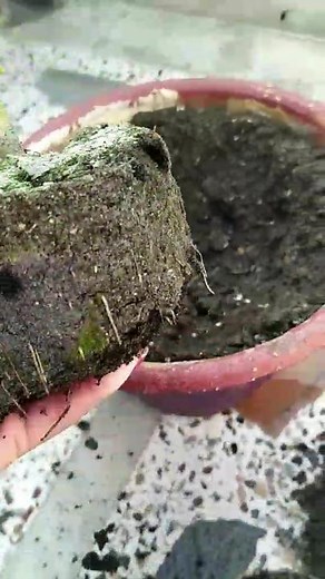 TikTok · Gurung Sarita Tamu