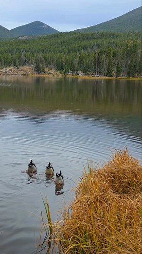 Dabbling Ducks in action! They dip their heads, using their bums as rudders. Nature is amazing! #capturingauthenticmoments | Nature Heals the Soul