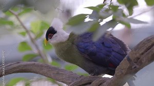 Great shot of a White crested Turaco (Tauraco leucolophus) that perches on a particular tree branch with a light in background.