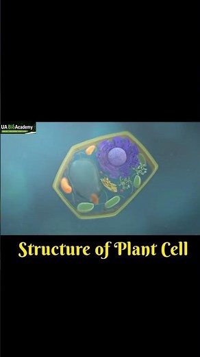 Structure of Plant Cell || Parts if Plant Cell #biology