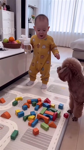 Doggy na Mera ghar Tod Diya