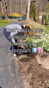 While many perennials can be split or divided, not all perennials are suitable for this process. So know before you start dividing your plants! Some perennials have taproots, which are difficult to divide, while others have shallow root systems that can be damaged during the division process. 🌸 Moreover, some perennials are better off left alone, as they prefer to grow undisturbed and may not benefit from division. Examples of perennials that do not love being divided include: 🌸dicentra (bleed
