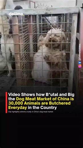 Delima Updates on Instagram: "Video shows how b*utal and massive the dog-meat market in China is — over 30,000 animals are butchered every single day. The disturbing visuals have shocked viewers worldwide and sparked renewed calls for stricter laws and bans on such markets. dog meat market china, brutal footage, animal cruelty, delima updates #ChinaNews #AnimalCruelty #DelimaUpdates"