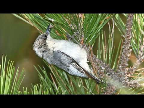 Pygmy Nuthatch Bird Sound Video: Bird Songs Western North America-Nature Sounds for Sleep Relaxation