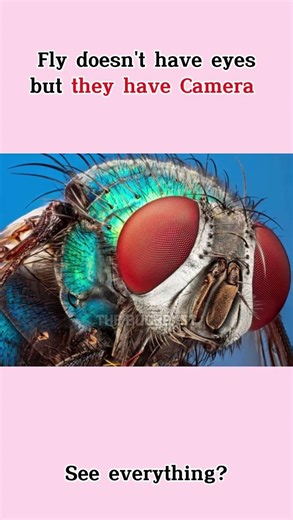 The 360-Degree Vision 👁️#thebugbeast #shorts