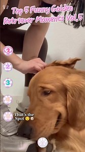 Top 5 Funny Golden Retriever Moments | Vol. 5