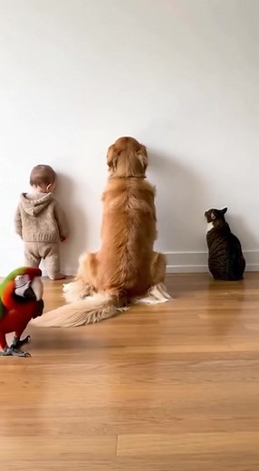 The parrot police are interrogating. | Think Logic Recording