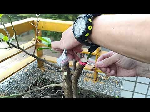 滿是刺的實生柑橘類果樹「插皮接」【砂糖橘】【 無籽檸檬】 【四季檸檬】 一樹3品。