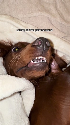 This one made me laugh 😂 #trend #puppy #dogsoftiktok