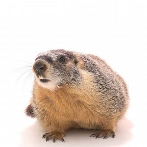 This yellow-bellied marmot is doing his part in helping biologists Colorado State University better understand hibernation, including bone metabolism and food intake regulation. While hibernating, these little creatures don’t eat for 6 whole months, and their body temperature drops to near freezing. Even the babies hibernate! For the first year they do so with their mothers. When they aren’t in hibernation, yellow-bellied marmots take care of one another by communicating using distinctive alarm 