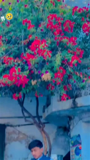 🩵 𝑆𝑢𝐹𝑦𝐴𝑁𝑂𝑜𝑂 🪽 ¹21 ♕ (@user428048253)’s videos with original sound - The Realist